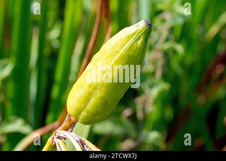 Iris Amarillo o Bandera Amarilla (iris pseudacorus), cerca de una gran cápsula o cápsula bulbosa producida por la planta común junto al agua a finales del verano. Foto de stock