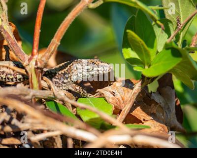 Un primer plano de un lagarto ibérico que se mezcla a la perfección con el follaje y las ramitas en su hábitat natural, mostrando sus habilidades de camuflaje. Foto de stock