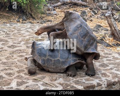 Tortugas gigantes cautivas de Galápagos (Chelonoidis spp), Estación de Investigación Charles Darwin, Isla Santa Cruz, Islas Galápagos, Patrimonio de la Humanidad por la UNESCO Foto de stock