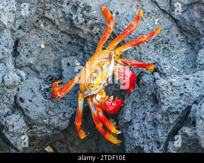 Un cangrejo adulto Sally lightfoot (Grapsus grapsus), en Baltra, Playa Bacha en la Isla Santa Cruz, Galápagos, Patrimonio de la Humanidad de la UNESCO, Ecuador Foto de stock