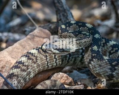 Una serpiente de cascabel de cola negra oriental (Crotalus ornatus), Parque Nacional Big Bend, Texas, Estados Unidos de América, América del Norte Foto de stock