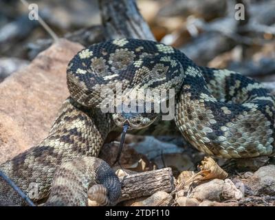 Una serpiente de cascabel de cola negra oriental (Crotalus ornatus), Parque Nacional Big Bend, Texas, Estados Unidos de América, América del Norte Foto de stock