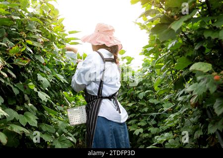 La joven agricultora está cosechando frambuesas en un campo de frambuesa Foto de stock