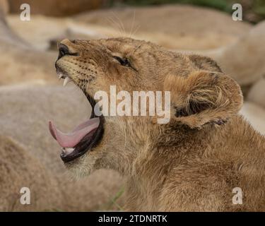 pequeño cachorro de león descansando en una luz del sol dorada, abriendo su boca y bostezando mostrando sus dientes y lengua, los ojos cerrados boca abierta. Foto de stock