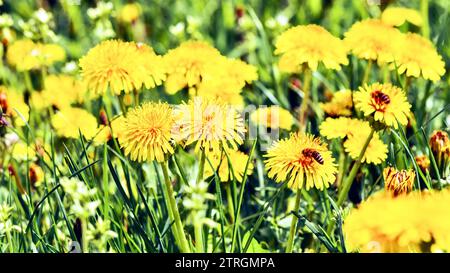 Flores de diente de león amarillo en prado verde. Fondo de la naturaleza. Foto de stock