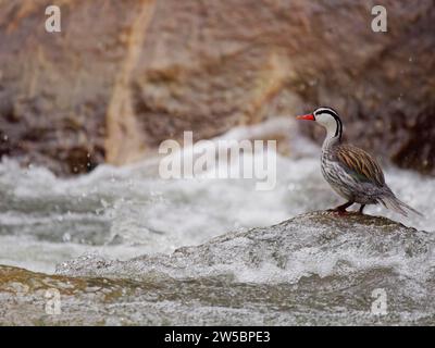 Torrent Duck – drake encaramado en la roca del río Merganetta armata Ecuador BI037766 Foto de stock