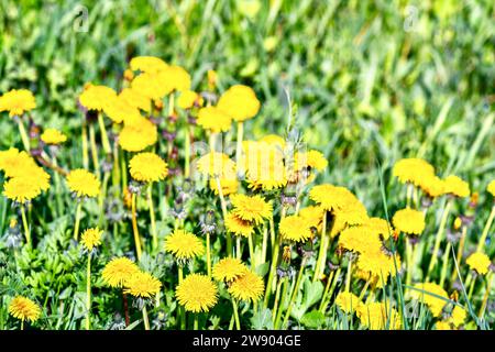 Flores de diente de león amarillo en un prado verde en primavera. Foto de stock