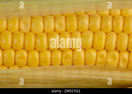 una mazorca de maíz madura cubierta con gotas de agua, hermosos granos de maíz frescos y suaves de cerca Foto de stock