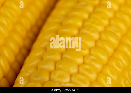 una mazorca de maíz madura cubierta con gotas de agua, hermosos granos de maíz frescos y suaves de cerca Foto de stock