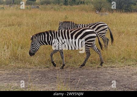 Dos cebras caminando en las llanuras de África saborean el desierto Foto de stock
