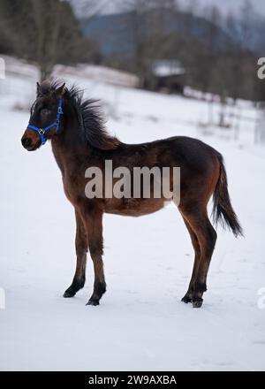 Potro de caballo árabe marrón joven de pie en el paisaje cubierto de nieve, piel gruesa debido al clima frío. Foto de stock