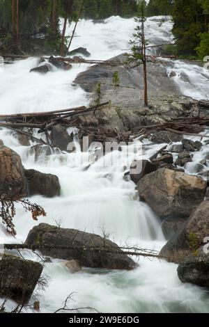 Crazy Creek Falls, Shoshone National Forest, Beartooth Scenic Highway desviación, Wyoming Foto de stock
