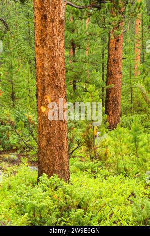 Bosque de pinos en Crazy Creek Camping Shoshone National Forest, Beartooth Scenic Highway desviación, Wyoming Foto de stock