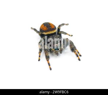 Araña de salto brillante - Phidippus Clarus - familia Salticidae - macho grande con rayas laterales rojas anaranjadas oxidadas con una franja mediana negra en el abdomen Foto de stock