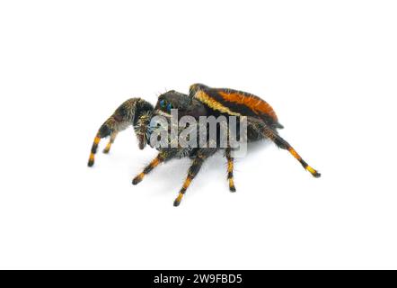 Araña de salto brillante - Phidippus Clarus - familia Salticidae - macho grande con rayas laterales rojas anaranjadas oxidadas con una franja mediana negra en el abdomen Foto de stock