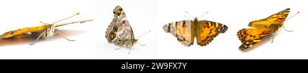 Mariposa pintada americana - Vanessa virginiensis - Aislado sobre fondo blanco Cuatro vistas que muestran intrincados patrones y diseños Foto de stock