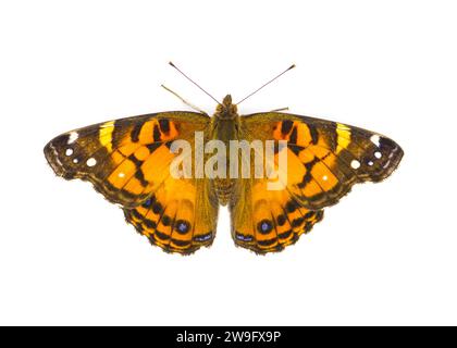 Mariposa pintada americana - Vanessa virginiensis - aislado sobre fondo blanco Vista dorsal superior Foto de stock