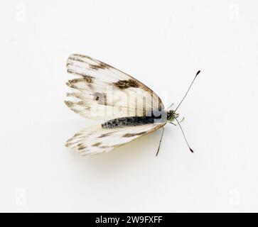 Mariposa blanca a cuadros hembra - protodice Pontia - Especies de azufre Pieridae aisladas sobre fondo blanco Vista dorsal superior Foto de stock