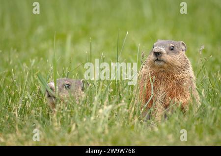 Joven Marmot en un prado a lo largo de un camino Foto de stock