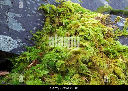 Thuidium tamariscinum (musgo común del tamarisco) se encuentra en bosques y pastizales en lugares húmedos y tiene una distribución casi cosmopolita. Foto de stock