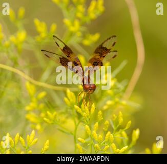Una libélula de amberamiento oriental posada en una flor amarilla. Foto de stock