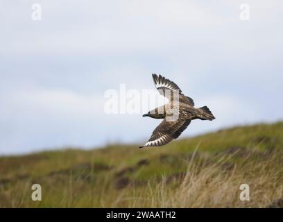 Gran skua Stercorarius skua, en vuelo sobre territorio de cría, Escocia, Reino Unido, junio. Foto de stock