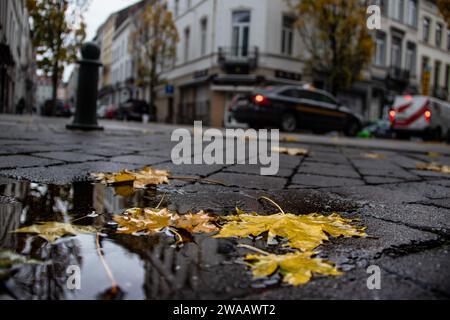 Calles de la ciudad después de la lluvia de otoño, con hojas secas de color amarillo dorado en la superficie, con reflejo de la ciudad en charco Foto de stock