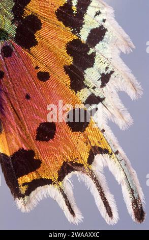 La polilla de la puesta de sol de Madagascar (Chrysiridia ripheus o Urania ripheus) es una polilla endémica de Madagascar. Detalle de ala Iridiscent. Foto de stock