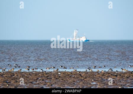 Aves, principalmente ostreros, en la costa del Wash. Fuera de foco barco de pesca en el fondo. Foto de stock