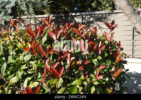 Un arbusto de photinia fraseri robin rojo con hojas rojas y verdes en un jardín en Ática, Grecia Foto de stock