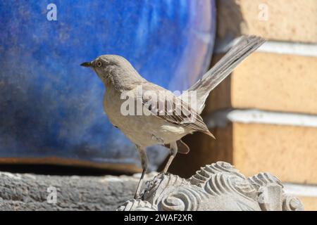 cerca de un mockingbird del norte con la cola inclinada hacia arriba y mirando a un lado, encaramado en un callejón urbano Foto de stock