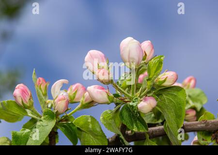 Brotes de flores frescas rosadas y blancas del árbol de manzana Discovery, Malus domestica, floreciendo en primavera. Foto de stock