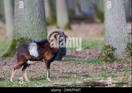 Mouflon (Ovis orientalis) macho, cautivo, Baja Sajonia, Alemania, Europa Foto de stock