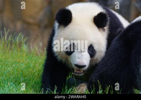 Primer plano del panda adulto en el zoológico de Beauval Foto de stock