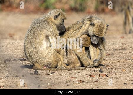 Babuinos amarillos, aseo, madre, bebé y adulto, Parque Nacional Liwonde, Malawi Foto de stock