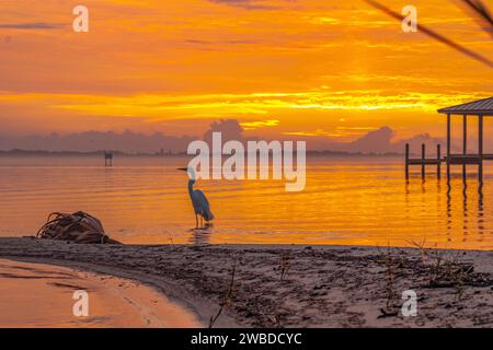 Egret al amanecer en las orillas de la laguna del río indio, en melbourne, florida Foto de stock