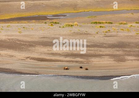 Vista aérea de la madre y el oso pardo, Ursus arctos horribilis y dos cachorros caminando a lo largo de una playa en la reserva Wilderness Lake Clark Foto de stock