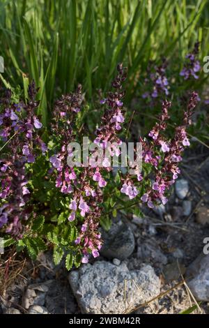 Teucrium chamaedrys flores púrpuras Foto de stock