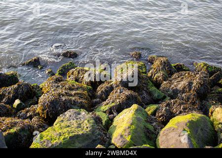 Una pintoresca escena costera con grandes rocas cubiertas de musgo en el borde del océano, con las olas golpeando suavemente contra ellas Foto de stock