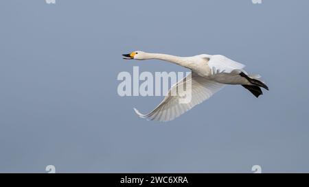 Cisne de Bewick (Cygnus columbianus bewickii), Volando Foto de stock