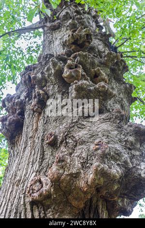 El tiro de ángulo bajo muestra la corteza nubby en un árbol de madera muy alto y muy viejo en el parque de Atlanta. Foto de stock