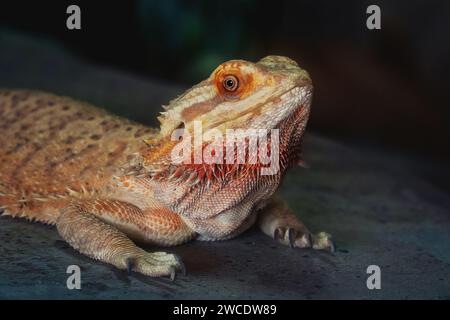 Lagarto de dragón barbudo central (Pogona vitticeps) Foto de stock