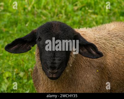 Retrato de ovejas Suffolk en un exuberante campo verde mirando directamente a la cámara Foto de stock