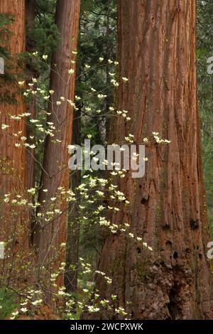 Corral del Pacífico con sequoia en North Grove, Calaveras Big Trees State Park, Ebbetts Pass National Scenic Byway, California Foto de stock