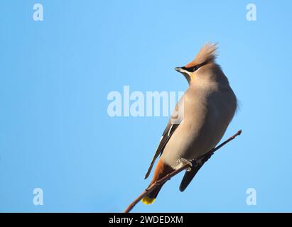 Bohemian Waxwing (Bombycilla garrulus) encaramado contra un cielo azul brillante, Cotswolds 2024 Foto de stock