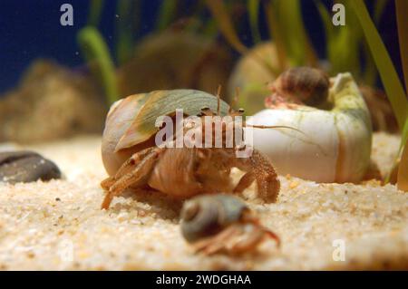 Un cangrejo ermitaño emerge de su concha bajo el agua Foto de stock