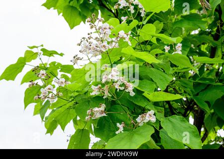 Grandes ramas con flores blancas decorativas y hojas verdes de la planta Catalpa bignonioides comúnmente conocida como catalpa meridional, cigarre o ser indio Foto de stock