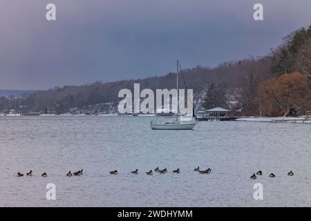 Los gansos canadienses vadean en las frías aguas del lago Cayuga, uno de los lagos Finger del estado de Nueva York, mientras un velero amarrado flota en el fondo. Foto de stock