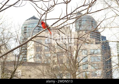 Cardinal en un árbol cerca de Humber Bay Park en South Etobicoke (oeste de Toronto) Foto de stock