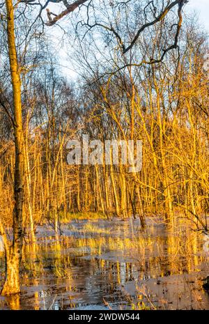 La luz del sol del invierno en bosques inundados y parcialmente congelados en Ken Hill, Norfolk. Foto de stock